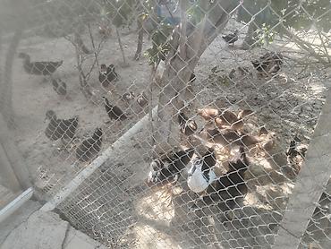 xamyak evi: Muscovy və qarışıq yerli ördək sürüsü. Lavanda sortu bide muscovy 2 — 3