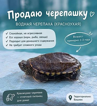 молочная змея купить: Водная черепаха (красноухая) - Возраст: примерно 1–3 года - — 1