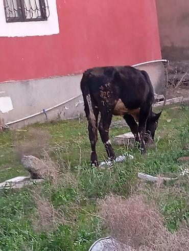 Inəklər, öküzlər: Satılır: qara rəngli danalıq inək - Cins: yerli tip, qara rəng, alın — 4
