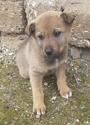 İtlər: Alman çoban iti, 2 ay, Erkek, Ünvandan götürmə — 1