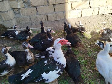 coban iti satiram: Erkək, | Lal ördək, Damazlıq, Ünvandan götürmə