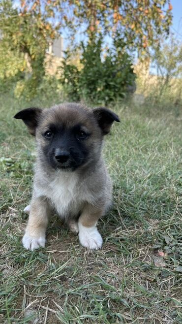 İtlər: 2 ay, Erkek — 8