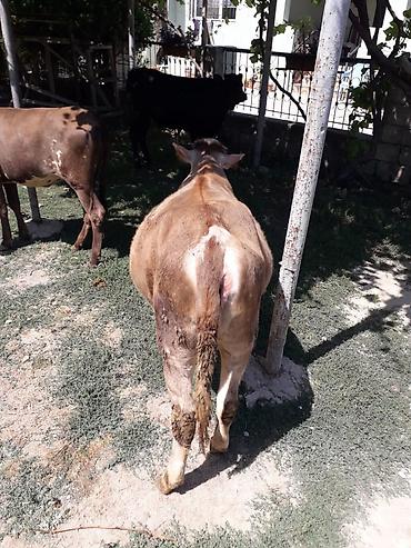 simmental inək cinsi: Simental tipli dişi buzov/qiça (qonur-açıq rəngli, ağ başlı). Orta — 4