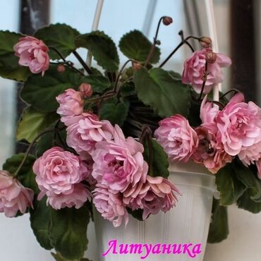 Otaq bitkiləri: 5,6 m starter — 8