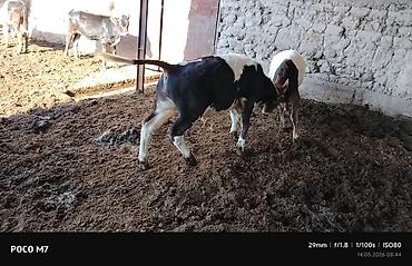 Коровы, быки: Продаю | Бык (самец) | Полукровка | На откорм — 5