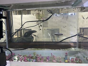 akvarium balıq novləri: Akvaryum komplekti – dekorativ tropik balıqlar ilə balaca akvaryum — 3