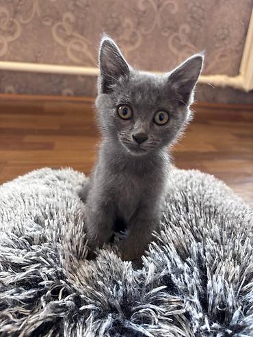 баранина живой: 🐾 **Отдам котят в добрые и заботливые руки!** 🐾 У нас **6 котят** — — 2