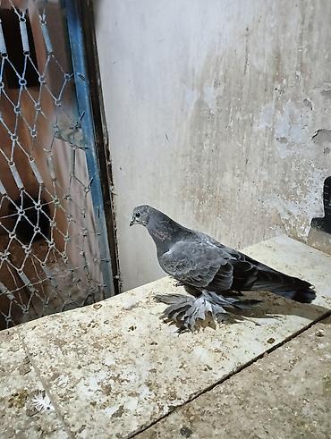 Птицы: Продаю молодых голубей 1 шт стоит пятьсот сом окончательно родители — 1