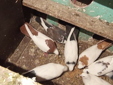 Göyərçinlər: Qırmızı boyun qırmızı quyruq 2 eded ikisidə qızğın erkek,Sarı boyun — 2