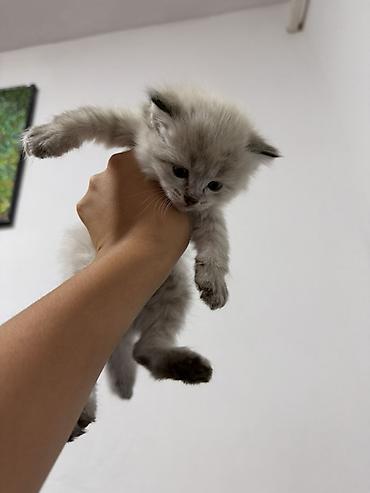 корм для курей несушек: 1 месяц, Девочка — 8