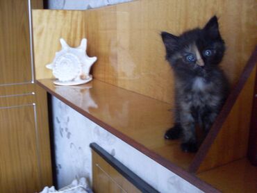 нуждаюсь в помощи: Продаю: Котёнок 1,5 месяца