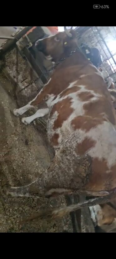 Inəklər, öküzlər: Salam aleykum super 2 dene iney diler cüt 6400 diyilir razılaşmaq olar — 18