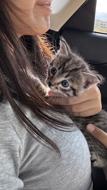 красивые кошки: Голубоглазый котенок, которого нашли на берегу Иссык- Куля. Короткая — 1