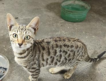 кошка майкун: Котёнок, тигровый окрас (табби) отдам в добрые руки — 1