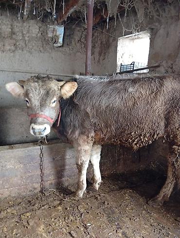 Коровы, быки: Продаю | Бык (самец) | Полукровка | На откорм | Привязанные — 1