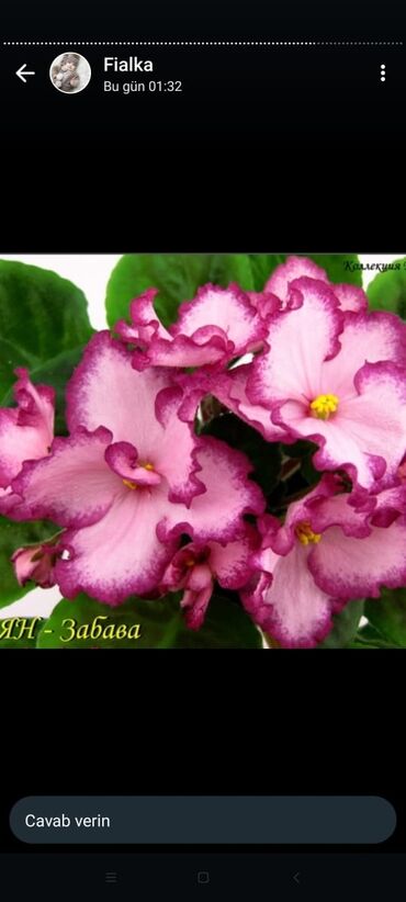 Otaq bitkiləri: 5 — 8