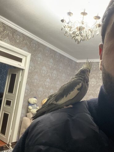 Amadinlər: Növ: karella (papuqayı) – boz rəng çalarları, yanaqlarda narıncı — 5