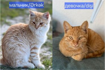 домашние животные: Самец, Самка, В добрые руки