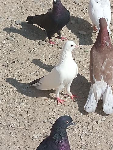 quşlar göyərçin: Məhsul: Göyərçinlər (ağ və ağ-qara rəng çalarları) Təsvir: - — 3