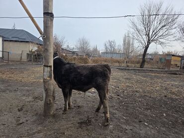 Коровы, быки: Продаю | Музоо, торпок | На откорм | Привязанные — 4