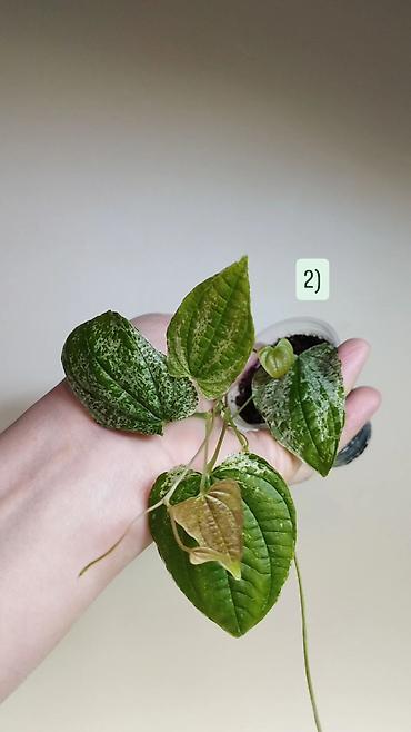 Хойи: Приветствую всех дорогие ❇️

в продаже 🌿 — 3
