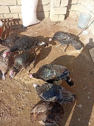 Məhsul: Hinduşka (xəzdərili yerli cins) Alti ayliqdilar Biri 25 lalafo.az -da Məhsul: Hinduşka (xəzdərili yerli cins) Alti ayliqdilar Biri 25