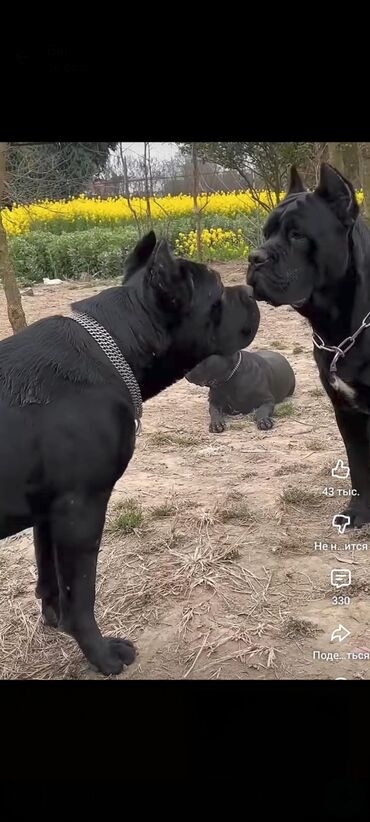 İtlər: Kane-Korso, 1 ay, Sənədli, Rayonlara çatdırılma, Ünvandan götürmə, Pulsuz çatdırılma — 21