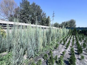 Декоративные деревья: 1Туя смаракта 2Можжевельник блюэроу 3Самшит вечно зеленый Есть в at lalafo.kg — 6 Декоративные деревья: 1Туя смаракта 2Можжевельник блюэроу 3Самшит вечно зеленый Есть в — 6