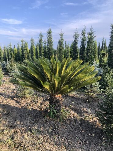 Şitillər: Dekarativ agaclarin satiwi istenilen novde istenilen olcude var elave — 8