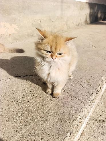 шотландская котята: Скотиш Страйт (Шотландская прямоухая), 4 месяца, Мальчик, Золотая шиншилла, Приучена к лотку, Проглистована — 2