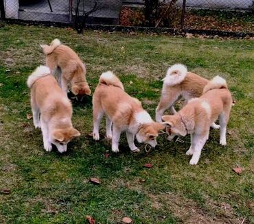 slatki mali psi: Japanska Akita – vrhunsko leglo na prodaju! Sa ponosom predstavljamo