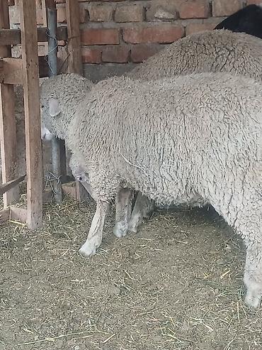 Продам с/х животных: Продаю | Овца (самка), Ягненок | Полукровка, Меринос | Для разведения, Для шерсти | Племенные, Ярка — 2