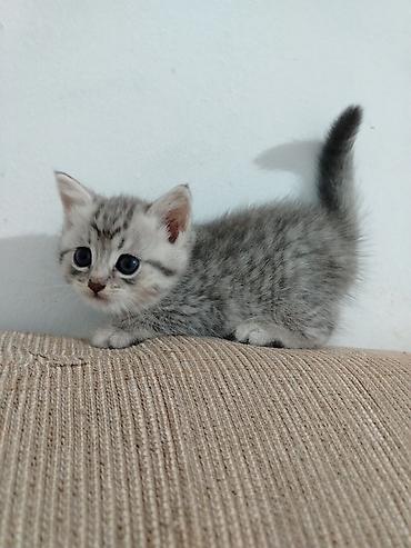 шиншилла кот: Шиншилла, Самка, Самовывоз — 2