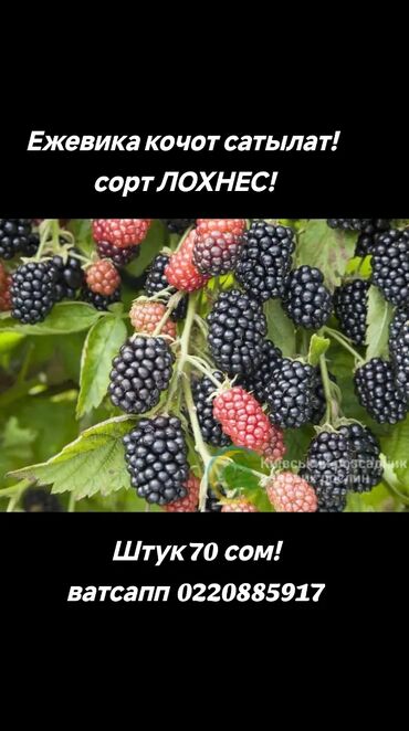 Фрукты и ягоды: Саженцы : Ежевика, Самовывоз