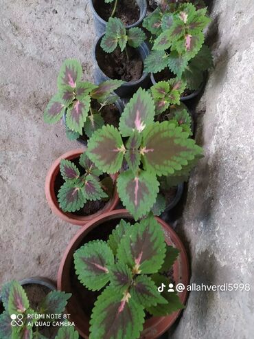 Otaq bitkiləri: Salam xalca gulu satilir