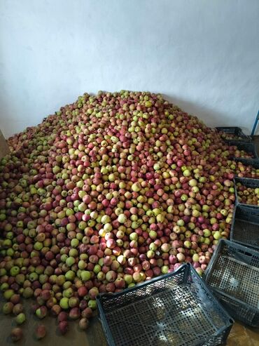 уход за садом: Яблоки Превосходное, Оптом