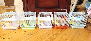 Gəmiricilər: Yeni 2mərtəbəli qəfəs 2xomyak ağ və boz🐭 qəfəsin içində Fırlanan çarxı — 5