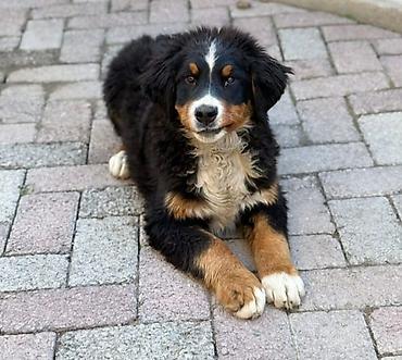 Продажа собак: Бернский зенненхунд, 6 месяцев, Самец, С прививкой — 7