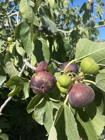 cən su: Bakı ənciri (qara)
1 kg-3 man