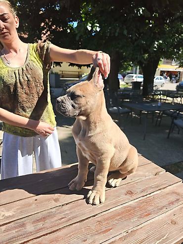lepi psi: Odgajivačnica Cane Corso Magnum Imperium nudi na prodaju prelepe — 7
