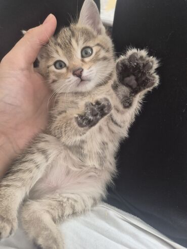 дом для котят: 🐾 Отдаём котят в добрые и ответственные руки! 🐾 Три пушистых малыша