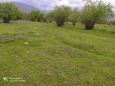 goranboy torpaq: 37 sot, Tikinti, Mülkiyyətçi, Kupça (Çıxarış)