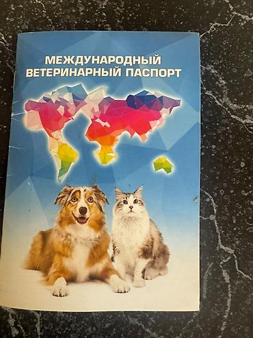 волк собака: Ротвейлер, 1 год, Самка, С прививкой — 5