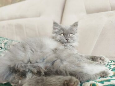 британская мраморная кошка: Британская короткошёрстная, 3 месяца, Мальчик, Серый