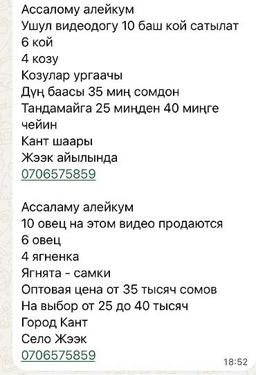 купить галаго в германии: Продаю | Овца (самка) | Для разведения — 5