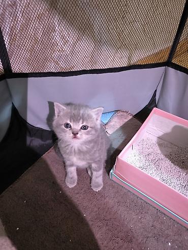 Pişiklər: Britan — 9