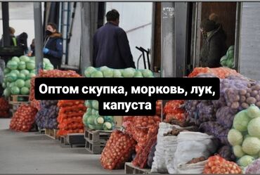 оптом кийим: Капуста Ак капуста, Дүңүнөн