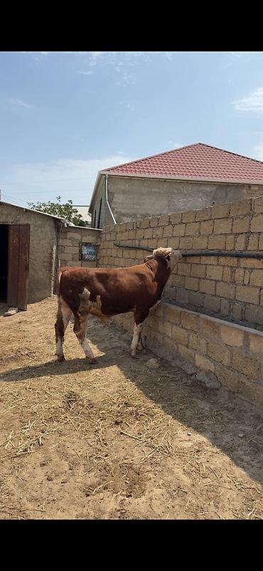 inək: İki baş təmiz qan erkək simmental dana satılır. Böyüyünün 1 yaşı var — 3