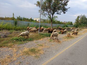sudduk inəklər: Dişi, il: 2, Ünvandan götürmə