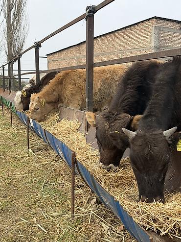 Коровы, быки: Продаю | Бык (самец) at lalafo.kg — 4 Коровы, быки: Продаю | Бык (самец) — 4